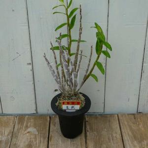 長生蘭 セッコク 飛沫 9 : フェニックスガーデン - 通販 - Yahoo