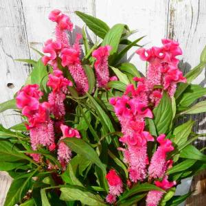 お花処 昌山園 Yahoo ショッピング