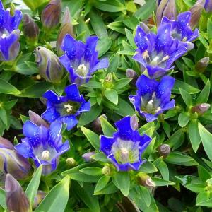 孔雀サボテン ホワイトマジック 白花 5号鉢 多肉植物 充実株 260616