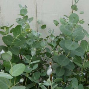 シマトネリコ 10本株立ち 約2.1m 現品発送 豪華株 特大株 植木苗木大苗