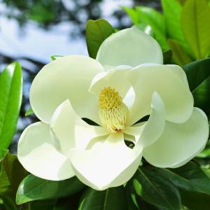 四季咲き花木 花 ガーデニング の商品一覧 通販 Yahoo ショッピング