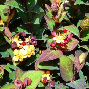 ストレリチア オーガスタ 極楽鳥花 3株植え 7号鉢 観葉植物 : お花処