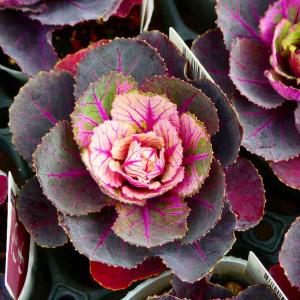 【花苗】ミニ葉ボタン ジュエリーシリーズ BLACK LEAF おまけ種子付き 花苗】ミニ葉ボタン ジュエリーシリーズ BLACK LEAF おまけ種子付き