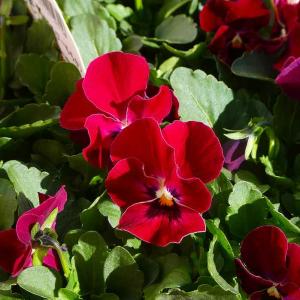 ラナンキュラス ラックス テセウス 4号ポット 苗 耐寒性 宿根草花苗