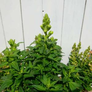 金魚草 苗 3.5号 花色お任せ キンギョソウ...の詳細画像3