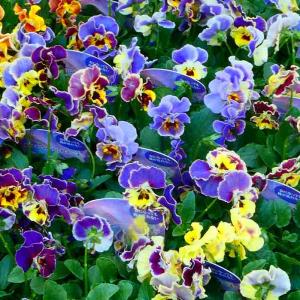 ピンク パンジー 苗の商品一覧 通販 Yahoo ショッピング