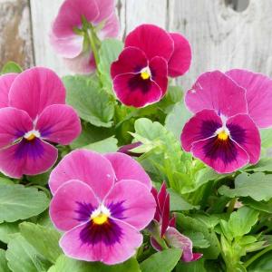 ビオラ 苗 ブルー〜パープル〜ピンク系 青花 紫花 ピンク花 品種お任せ