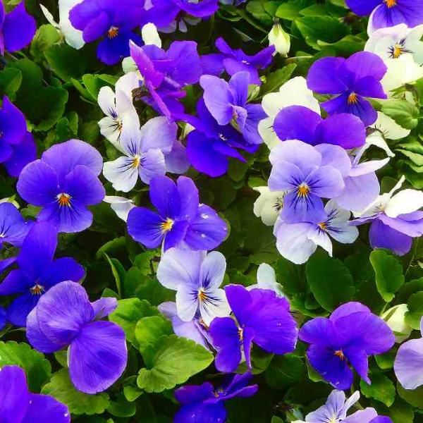 ビオラ 苗 ひとつぶの涙 3.5号 白からブルーへ花色変化 冬の花苗 寄せ植えに  花壇苗 2511...