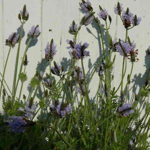 レースラベンダー 苗 ミンティアイス 白花 3.5号 ラベンダー　260331