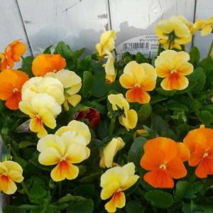 お花の苗　ブルーピンク　黄色 ビオラ 苗 ブルー〜パープル〜ピンク系 青花 紫花 ピンク花 品種お任せ