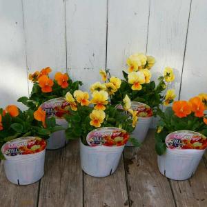 ビオラ 苗 オレンジリップ 3.5号 冬の花壇...の詳細画像1