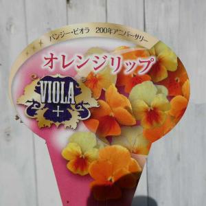 ビオラ 苗 オレンジリップ 3.5号 冬の花壇...の詳細画像2