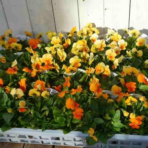ビオラ 苗 オレンジリップ 3.5号 冬の花壇...の詳細画像3