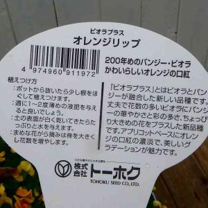 ビオラ 苗 オレンジリップ 3.5号 冬の花壇...の詳細画像4