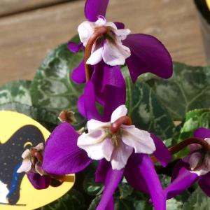 マユハケオモト ピンク花種 赤花 眉刷毛万年青 4.5号鉢 素焼き鉢 苗