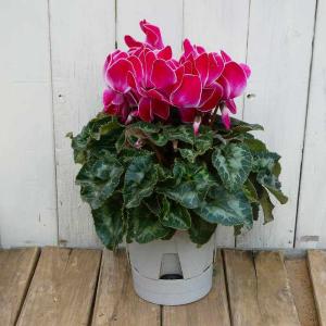 マユハケオモト ピンク花種 赤花 眉刷毛万年青 4.5号鉢 素焼き鉢 苗