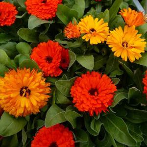 キンセンカ 苗 3.5号 黄色又はオレンジ 花色お任せカレンジュラ 260203