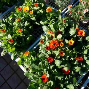 キンセンカ 苗 3.5号 黄色又はオレンジ 花...の詳細画像4