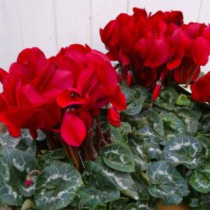 マユハケオモト ピンク花種 赤花 眉刷毛万年青 4.5号鉢 素焼き鉢 苗