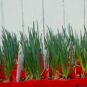 野菜苗 水菜 京みぞれ 無農薬 苗 ハーブ 3.5号ポット 耐寒性強