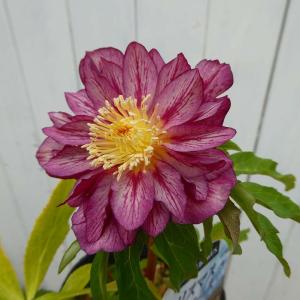 クリスマスローズ開花株 DDグロッシーカラー☆グロスレッド 360 現品