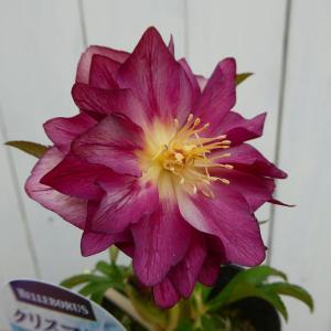 コーデックス：メキシコ亀甲竜 ディオスコレア マクロスタチア*塊幅