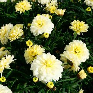 お花処 昌山園 春まで楽しめる植物 季節外れのカテゴリー Yahoo ショッピング