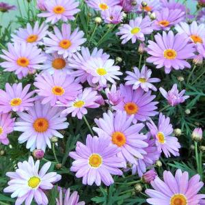 ラナンキュラス ラックス ニノス 白 4号ポット 苗 耐寒性 宿根草花苗