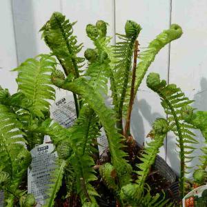 こごみ 草ソテツ 苗 山菜 4号 野菜 山野草 宿根草 260414