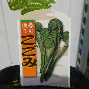 こごみ 草ソテツ 苗 山菜 4号 野菜 山野草...の詳細画像2