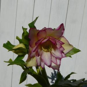 コーデックス：メキシコ亀甲竜 ディオスコレア マクロスタチア*塊幅