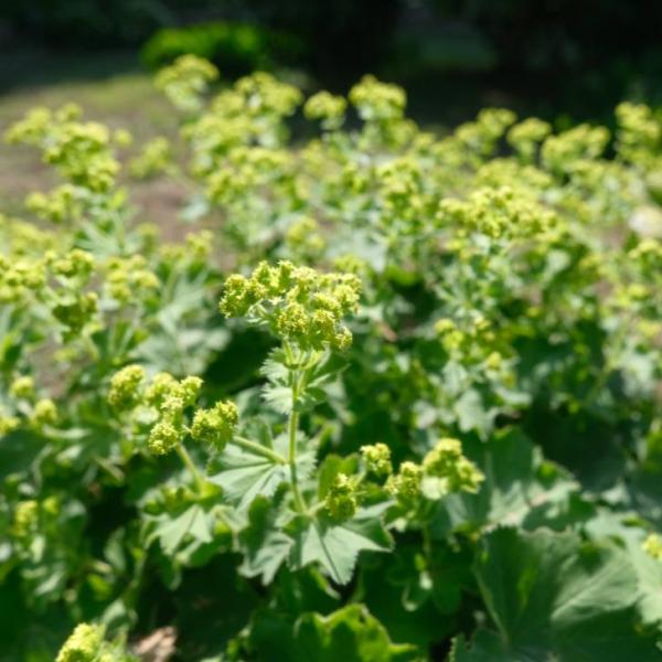 アルケミラ・モリス 苗 レディースマントル 3.5号　251016