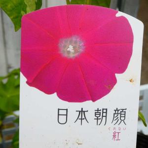 朝顔 苗 日本朝顔 紅 3.5号 ピンク花 260512