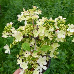 モクレン マグノリア 苗 【金寿 （黄花）】 約1.5m 根巻き大苗 : 苗木