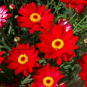 マーガレット 苗 スマッシュ ファイヤ 3.5号 赤花 春の花 260407