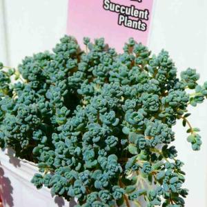 セダム 苗 ダシフィルム 2.5号 多肉植物 260312
