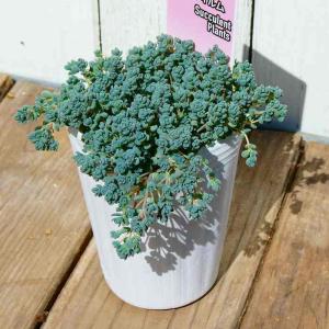 セダム 苗 ダシフィルム 2.5号 多肉植物 ...の詳細画像1