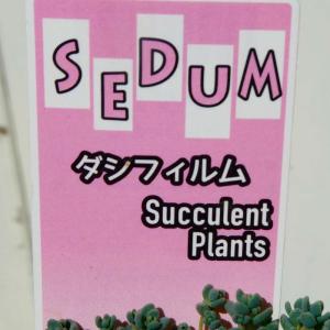 セダム 苗 ダシフィルム 2.5号 多肉植物 ...の詳細画像2
