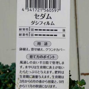 セダム 苗 ダシフィルム 2.5号 多肉植物 ...の詳細画像3