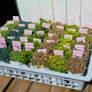 セダム 苗 ダシフィルム 2.5号 多肉植物 ...の詳細画像4