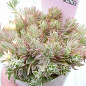 観葉植物 トリコディアデマ ブルボスム 姫紅小松 3号鉢 : 園芸ネット