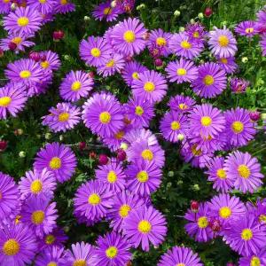 ヒマワリさま専用☆ ヒマワリ 苗 サンフィニティ 3.5号ポット ひまわり 夏の花 多花性