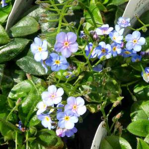 大輪ワスレナグサ 苗 ミオマルク 忘れな草　青花 3号　260324