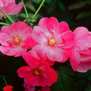 四季咲き花木 花 ガーデニング の商品一覧 通販 Yahoo ショッピング