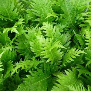 観葉植物 グラスツリー ブルーノニス（クサントロエア）3号ポット