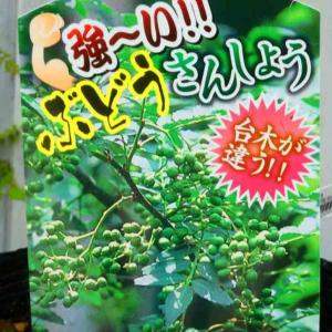 強い台木の山椒 ブドウ山椒 苗木 苗 実なり種 多収穫種 3.5号ポット ハーブ サンショウ　260331