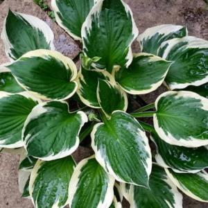 苗 ギボウシ ミニットマン 4号ポット ホスタ 擬宝珠 ぎぼうし 宿根草 斑入り 日陰向き 山野草 グランドカバー 220412