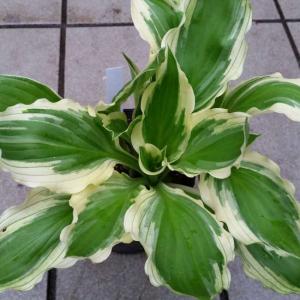 苗 ギボウシ アルボマルギナータ 4号ポット ホスタ 擬宝珠 ぎぼうし 宿根草 斑入り 日陰向き 山野草 グランドカバー 0413