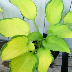 斑入りホスタ 花の苗 の商品一覧 苗 花 ガーデニング 通販 Yahoo ショッピング