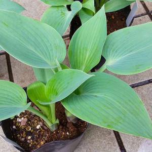 ギボウシ フレグラントブルー 4号ポット 芳香種 ホスタ 擬宝珠 ぎぼうし 宿根草  日陰向き 山野草 グランドカバー 220412